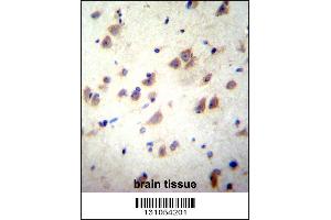 GRIN3B Antibody immunohistochemistry analysis in formalin fixed and paraffin embedded human brain tissue followed by peroxidase conjugation of the secondary antibody and DAB staining. (GRIN3B Antikörper  (C-Term))