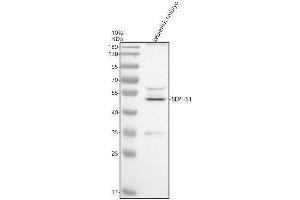 Western blot analysis of SEPHS1 using anti-SEPHS1 antibody (AZQ7ZW38).