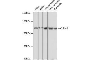Western blot analysis of extracts of various cell lines, using Cullin 3 antibody (ABIN7266543) at 1:1000 dilution.