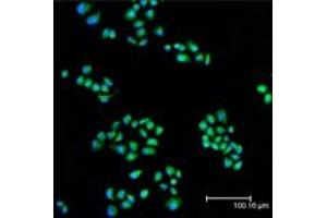 Immunofluorescent analysis (confocal) staining of HeLa cells using MEK1 pAb (green), nuclei are stained in blue pseudocolor using DRAQ5. (MEK1 Antikörper  (N-Term))