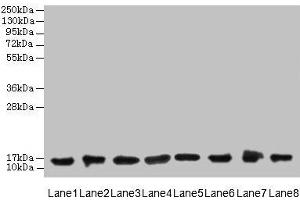 Western blot All lanes: COTL1 antibody at 8 μg/mL Lane 1: Mouse brain tissue Lane 2: Hela whole cell lysate Lane 3: Mouse kidney tissue Lane 4: HepG2 whole cell lysate Lane 5: Mouse thymus tissue Lane 6: U87 whole cell lysate Lane 7: HL60 whole cell lysate Lane 8: A549 whole cell lysate Secondary Goat polyclonal to rabbit IgG at 1/10000 dilution Predicted band size: 16 kDa Observed band size: 16 kDa (COTL1 Antikörper  (AA 2-142))