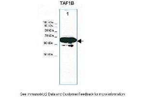 Lanes:   30ug NIH3T3 cell lysate  Primary Antibody Dilution:   1:1000  Secondary Antibody:   Anti-rabbit HRP  Secondary Antibody Dilution:   1:5000  Gene Name:   TAF1B  Submitted by:   Thomas Moss (TAF1B Antikörper  (C-Term))