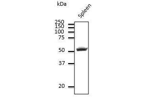 Endogenous CD4 detected at 1/500 dilution, Iysate at 100 µg per Iane and rabbit polyclonal to goat lgG (HRP) at 1/10,000 dilution. (CD4 Antikörper)