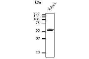 CD4 Antikörper