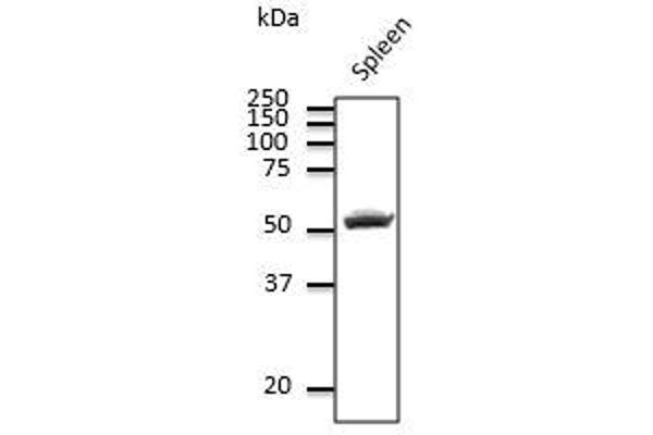 CD4 Antikörper