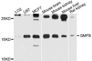 Western blot analysis of extract of various cells, using GMFB antibody. (GMFB Antikörper)