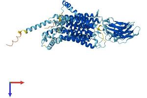 SLC15A1 Protein (AA 1-708) (His tag)