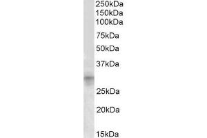 ABIN570977 (1µg/ml) staining of Mouse Kidney lysate (35µg protein in RIPA buffer). (IGFBP7 Antikörper  (AA 145-159))