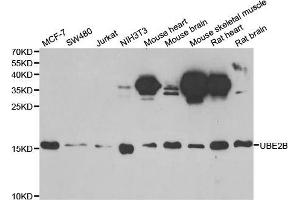 Western blot analysis of extracts of various cell lines, using UBE2B antibody (ABIN5973734) at 1/1000 dilution. (UBE2B Antikörper)