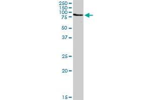 Western Blotting (WB) image for anti-Ezrin (EZR) (AA 1-586) antibody (ABIN950050)