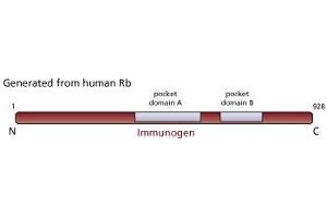 Western Blotting (WB) image for anti-Retinoblastoma 1 (RB1) (AA 332-344) antibody (ABIN967405)