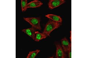 Immunofluorescence staining of HeLa cells using Nucleophosmin-Monospecific Mouse Monoclonal Antibody (NPM1/1902) followed by goat anti-mouse IgG-CF488 (green). (NPM1 Antikörper  (AA 185-287))