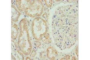 Immunohistochemistry of paraffin-embedded human kidney tissue using ABIN7155989 at dilution of 1:100 (HADH Antikörper  (AA 1-314))