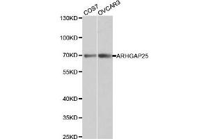 Western blot analysis of extracts of various cell lines, using ARHGAP25 antibody.