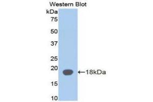 Western Blotting (WB) image for anti-alpha-2-Glycoprotein 1, Zinc-Binding (AZGP1) (AA 178-307) antibody (ABIN1171669)