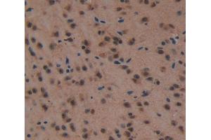 IHC-P analysis of Kidney tissue, with DAB staining. (HSF4 Antikörper  (AA 159-411))