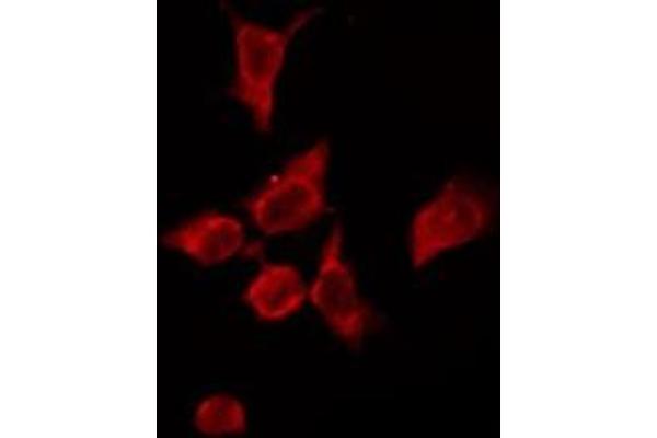 OR4P4 antibody  (Internal Region)