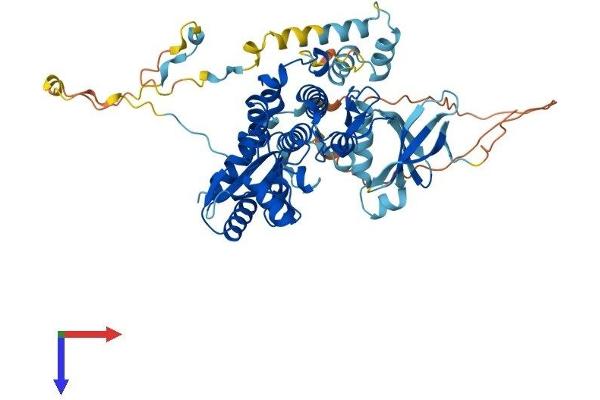 PRKAA2 Protein (AA 1-552) (His tag)