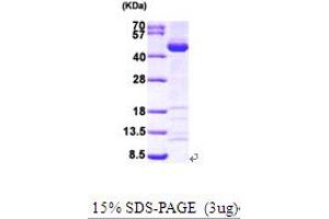 SDS-PAGE (SDS) image for SUMO1 Activating Enzyme Subunit 1 (SAE1) (AA 1-346) protein (His tag) (ABIN667139)