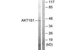 Western Blotting (WB) image for anti-AKT1 Substrate 1 (Proline-Rich) (AKT1S1) (AA 207-256) antibody (ABIN2888644) (PRAS40 Antikörper  (AA 207-256))