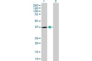 Western Blot analysis of KLRC1 expression in transfected 293T cell line by KLRC1 MaxPab polyclonal antibody. (KLRC1 Antikörper  (AA 1-233))