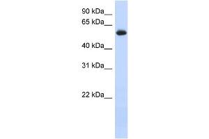 WB Suggested Anti-FRK Antibody Titration: 0. (FRK Antikörper  (N-Term))