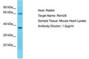 Image no. 1 for anti-RNA Binding Motif Protein 28 (RBM28) (C-Term) antibody (ABIN6750305)