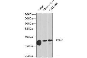 Western blot analysis of extracts of various cell lines using CDK6 Polyclonal Antibody at dilution of 1:1000. (CDK6 Antikörper)