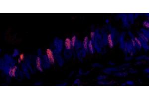 Immunofluorescence (IF) image for anti-Minichromosome Maintenance Complex Component 2 (MCM2) (pSer108) antibody (ABIN7448988) (MCM2 Antikörper  (pSer108))