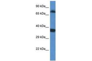 Image no. 1 for anti-SRSF Protein Kinase 1 (SRPK1) (AA 399-448) antibody (ABIN6747400) (SRPK1 Antikörper  (AA 399-448))