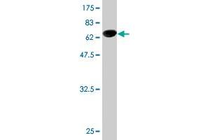 Western Blot detection against Immunogen (62. (NUDC Antikörper  (AA 1-331))