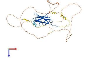 RUNX3 Protein (AA 1-415) (His tag)