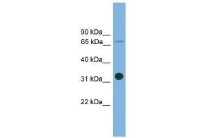 Western Blot showing SLC5A4 antibody used at a concentration of 1-2 ug/ml to detect its target protein.