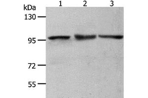 Western Blot analysis of NIH/3T3, Hela and K562 cell using MCM4 Polyclonal Antibody at dilution of 1:700 (MCM4 Antikörper)