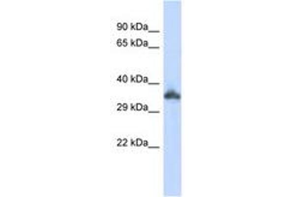 KRTAP24-1 Antikörper  (C-Term)