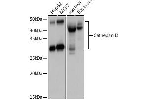 Western blot analysis of extracts of various cell lines, using Cathepsin D antibody (ABIN6127553, ABIN6139223, ABIN6139224 and ABIN6217233) at 1:1000 dilution. (Cathepsin D Antikörper  (AA 65-412))