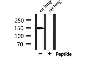 Western Blotting (WB) image for anti-STE20-Like Kinase (SLK) (C-Term) antibody (ABIN6259192)