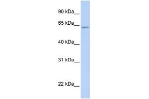 WB Suggested Anti-ARID5A Antibody Titration:  0. (ARID5A Antikörper  (N-Term))