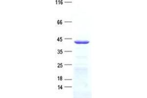Validation with Western Blot (FAM181A Protein (His tag))