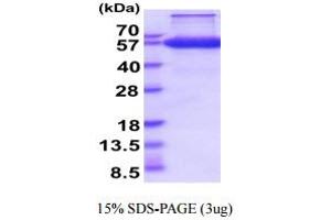 PROCR Protein (AA 18-210) (hIgG-His-tag)