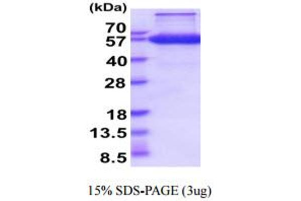 PROCR Protein (AA 18-210) (hIgG-His-tag)