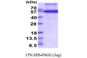 SDS-PAGE (SDS) image for Protein C Receptor, Endothelial (PROCR) (AA 18-210) protein (hIgG-His-tag) (ABIN5854914)