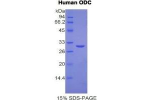 SDS-PAGE analysis of Human ODC Protein. (ODC1 Protein)