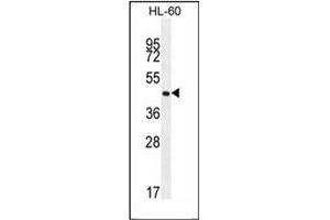 Western blot analysis of OR2F2 Antibody (C-term) in HL-60 cell line lysates (35ug/lane).