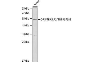 Western blot analysis of extracts of Jurkat cells, using DR5/TR/TNFRSF10B antibody (ABIN3021807, ABIN3021808, ABIN3021809 and ABIN6215963) at 1:1000 dilution. (TNFRSF10B Antikörper  (AA 56-210))