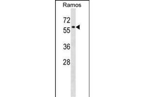 P4HA1 Antibody (C-term) (ABIN1537300 and ABIN2848732) western blot analysis in Ramos cell line lysates (35 μg/lane).