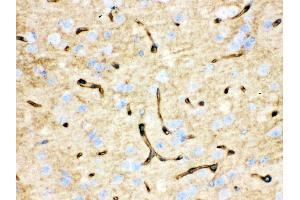 Immunohistochemistry (IHC) image for anti-Aquaporin 4 (AQP4) (AA 295-323), (C-Term) antibody (ABIN3043789)