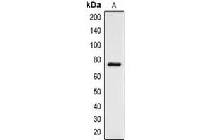Western blot analysis of DCLK3 expression in K562 (A) whole cell lysates. (DCLK3 Antikörper  (Center))