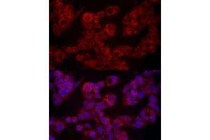 Immunofluorescence analysis of HepG2 cells using LEP Rabbit pAb (ABIN1513150, ABIN3021883, ABIN3021885 and ABIN6216821) at dilution of 1:100 (40x lens). (Leptin Antikörper  (AA 22-167))