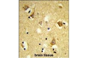 Formalin-fixed and paraffin-embedded human brain tissue reacted with OBEC3F Antibody (N-term), which was peroxidase-conjugated to the secondary antibody, followed by DAB staining. (APOBEC3F Antikörper  (N-Term))